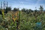 Plac, Jagodina, prodaja, 1331m2, 18500e, id750355